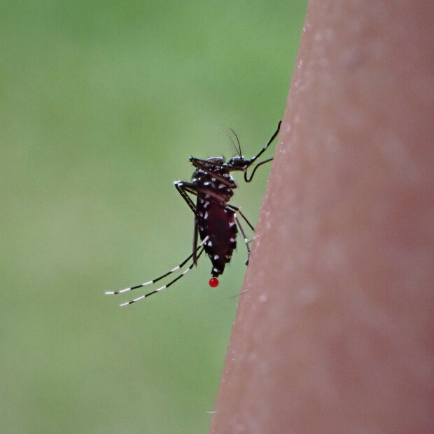Disease-elimination_header