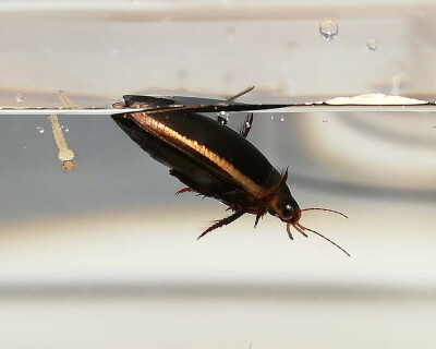 Zijrandwaterroofkever-header