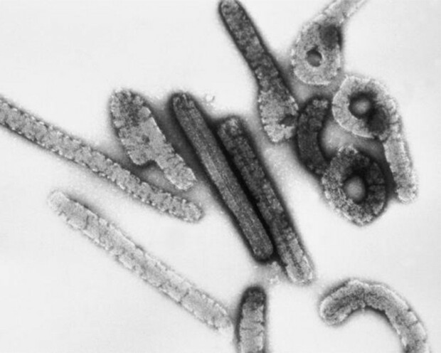 Marburgvirus-header