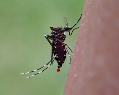 Disease-elimination-1