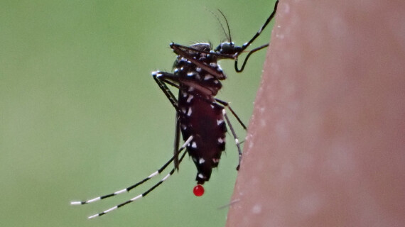 Disease-elimination-1