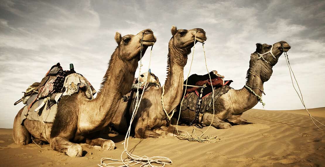 camels