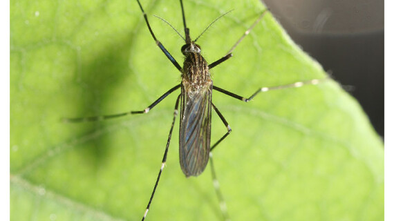 aedes-japonicus-fem-LV-resized