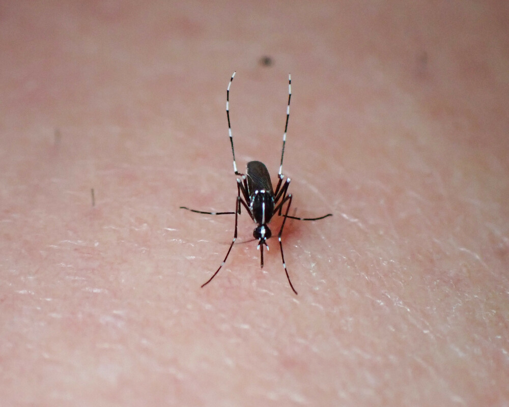 Dengue_resized
