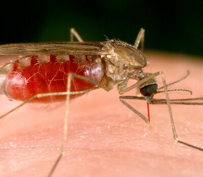 malariamosquitofemaleanopheles
