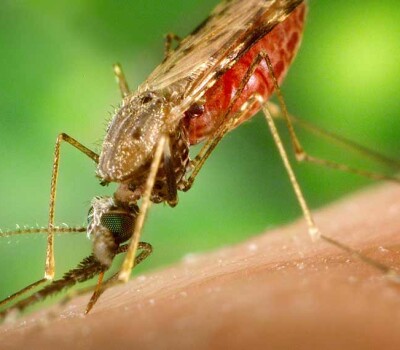 anophelesalbimanusmosquitocroppedforweb