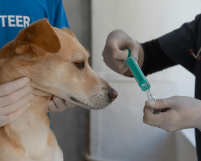 pexels-mikhail-nilov-7469213