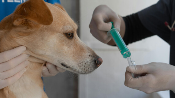 pexels-mikhail-nilov-7469213