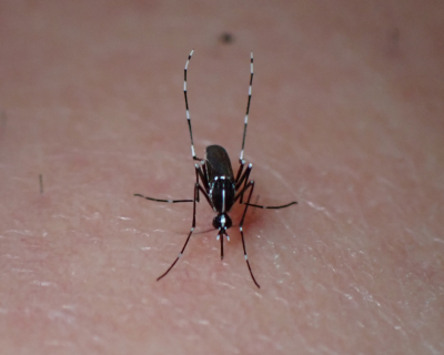 Tiger mosquito banner