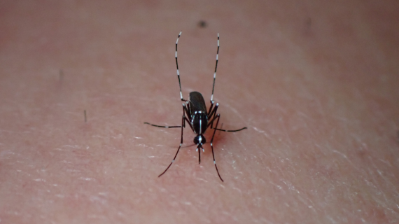 Tiger mosquito banner