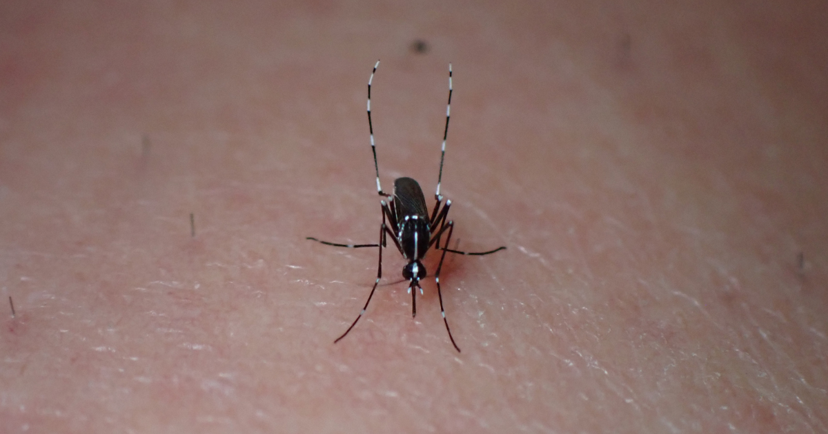 Tiger mosquito banner