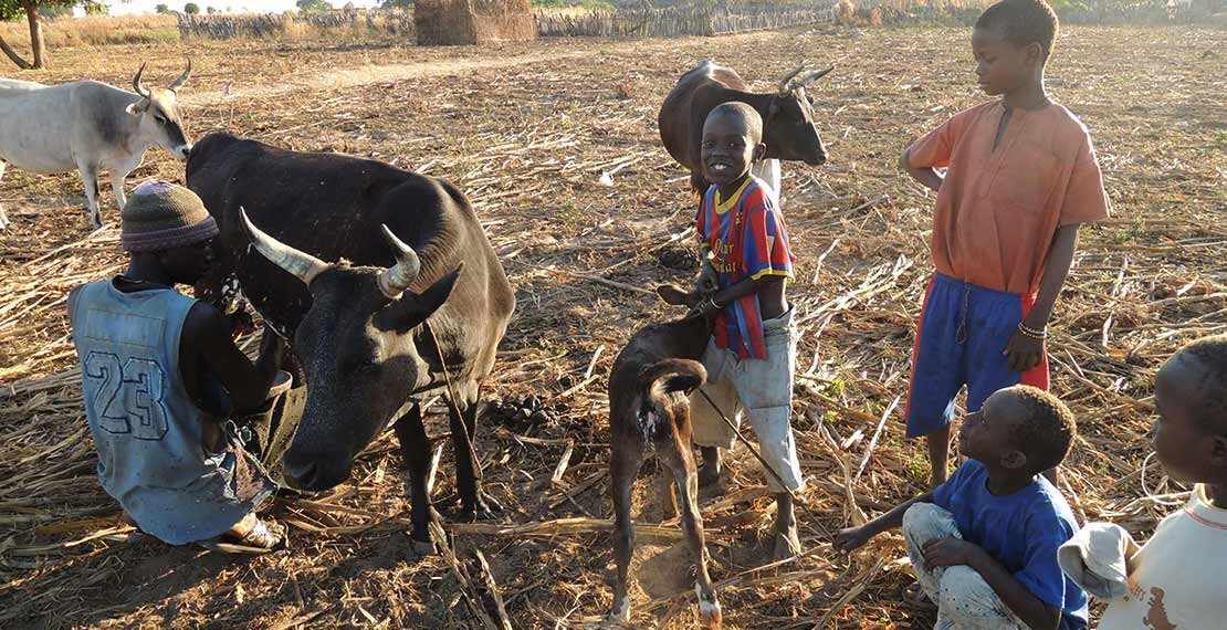 gambianovdec2013127crop