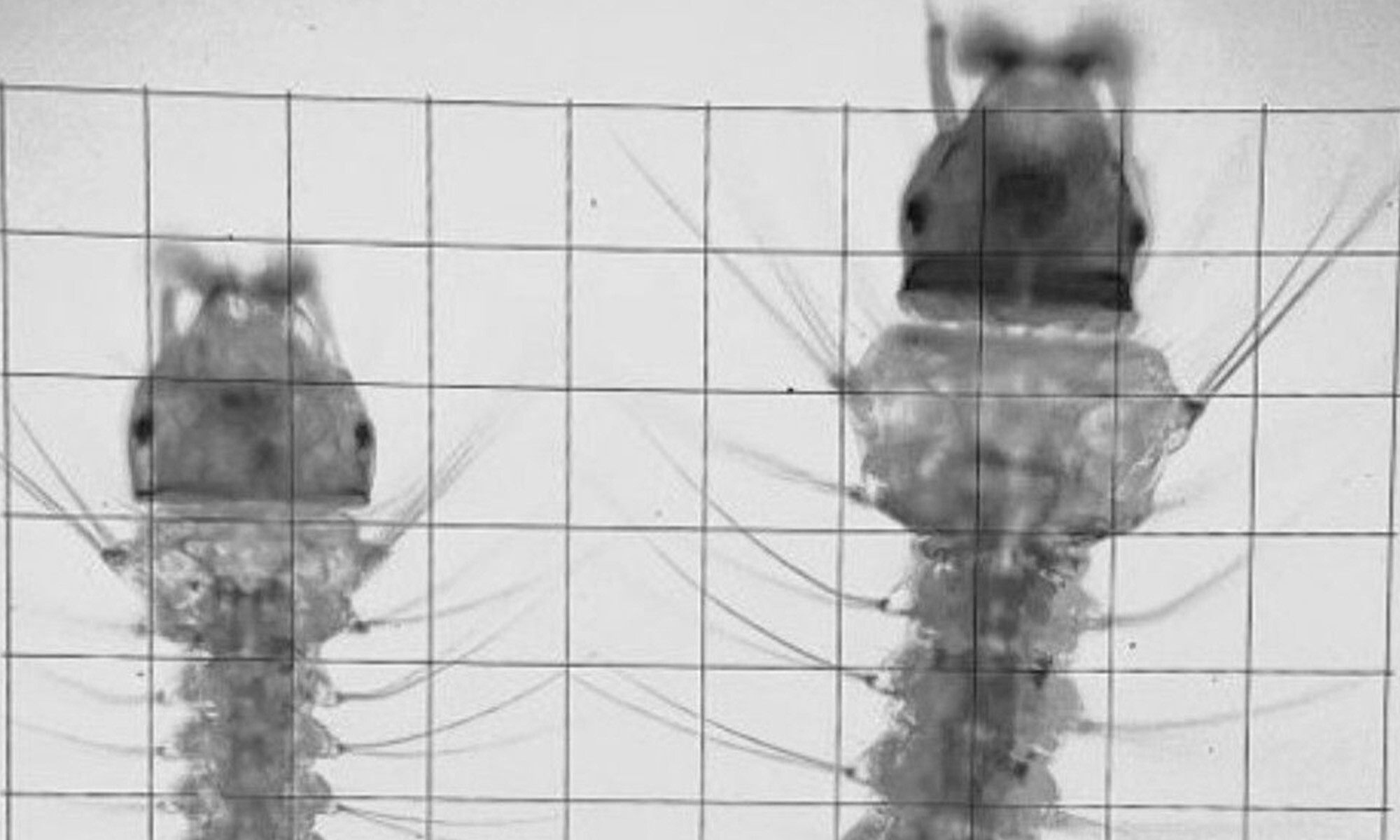 AnophelesStephensi_mosquitolarvae_header