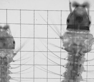 AnophelesStephensi_mosquitolarvae_header