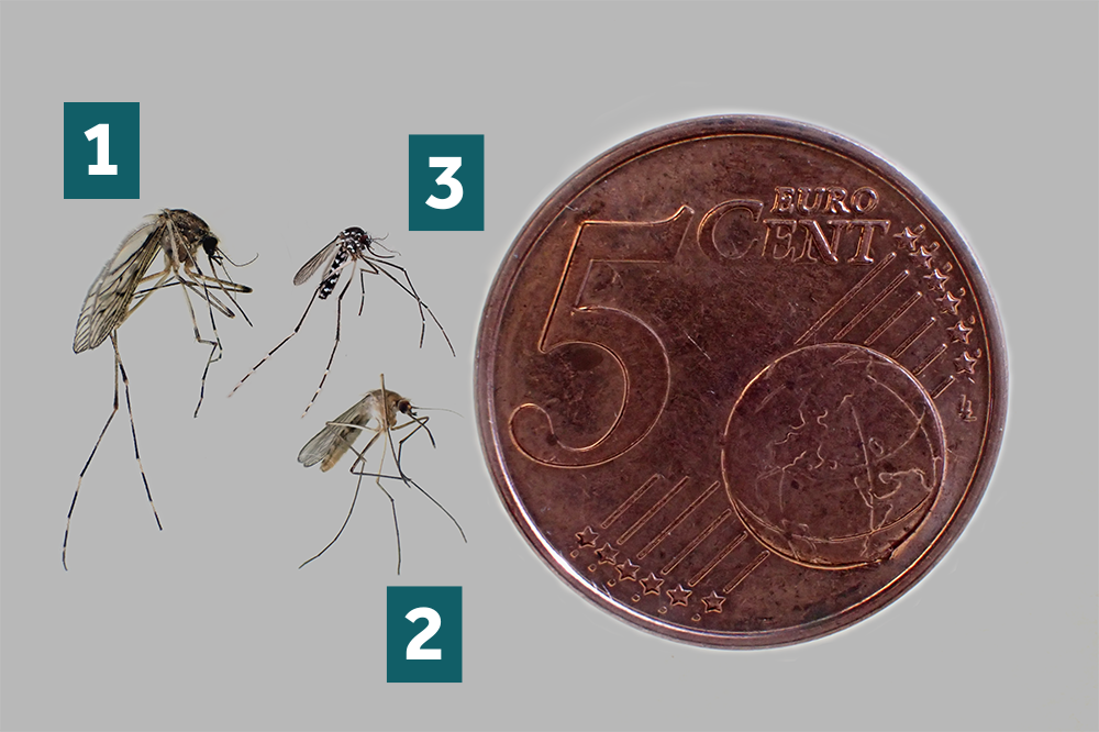 comparison-five-eurocent (1)