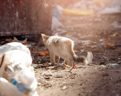 Feral-cats