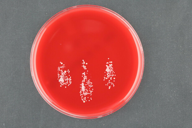 231