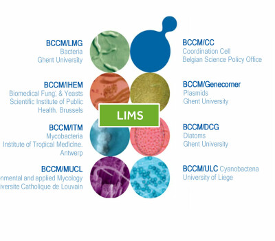 bccmconsortium