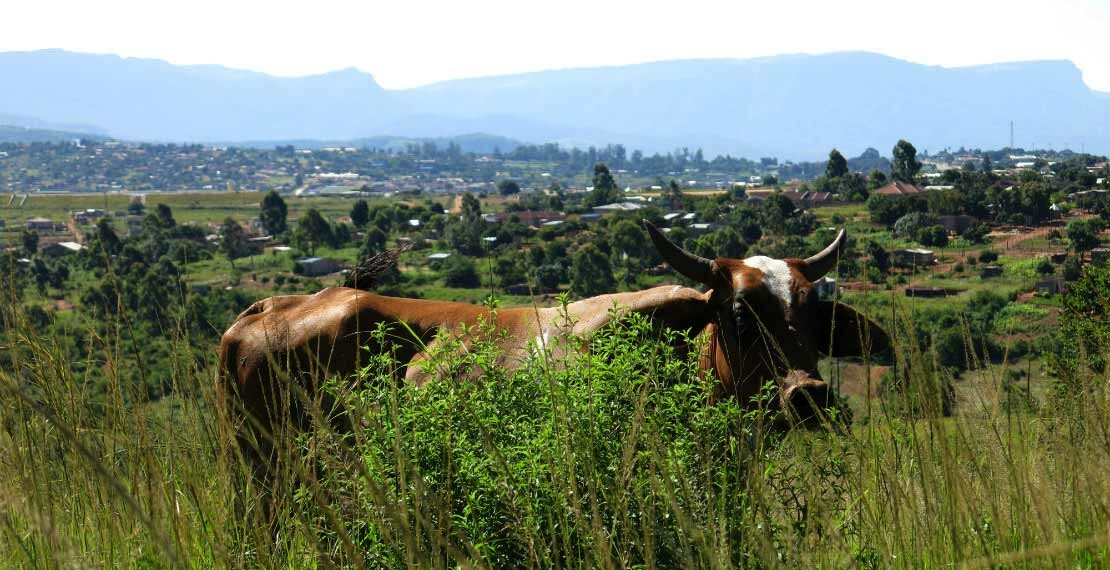 cowsouthafricaroelandscholtalbers