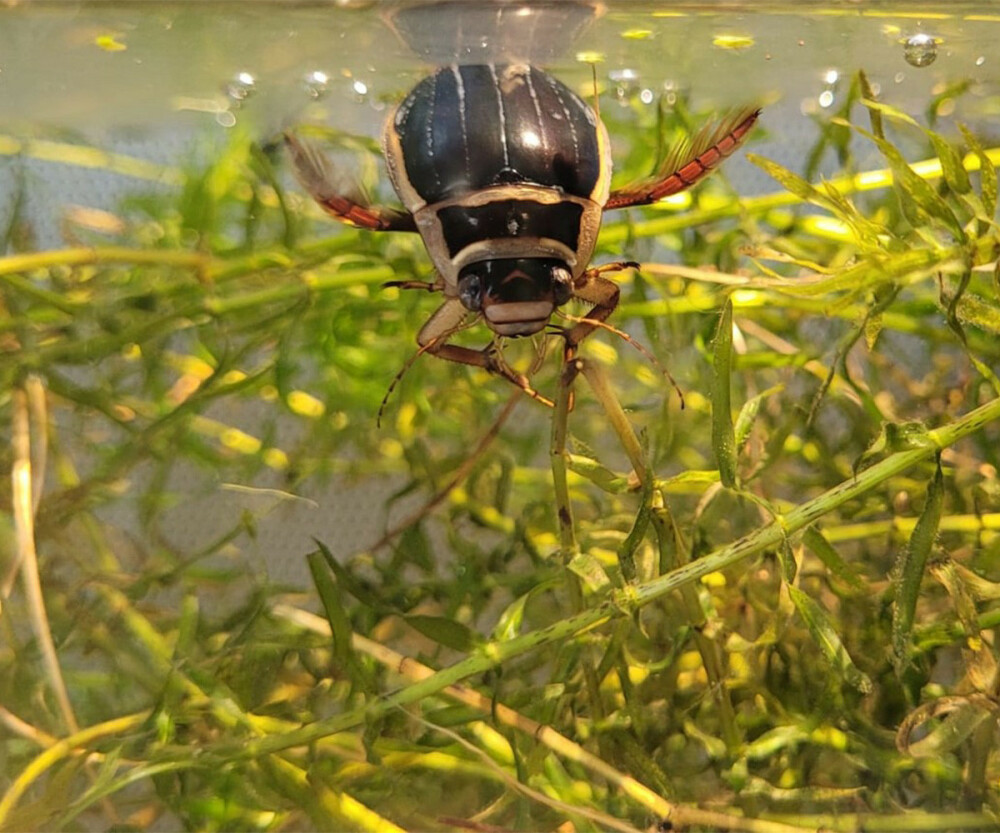 Dytiscus-marginalis-1