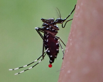 Tiger-mosquito-header