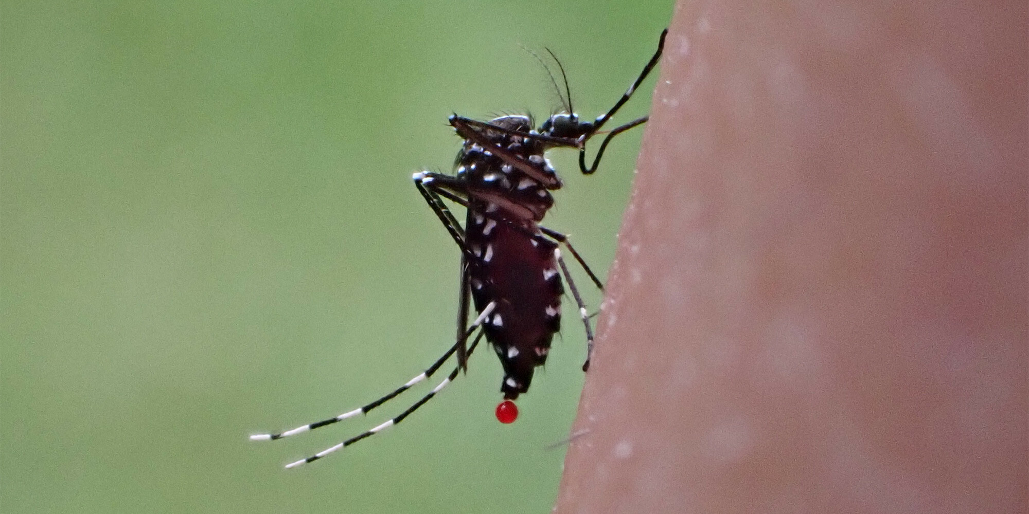 Tiger-mosquito-header