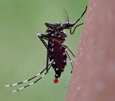 Tiger-mosquito-header