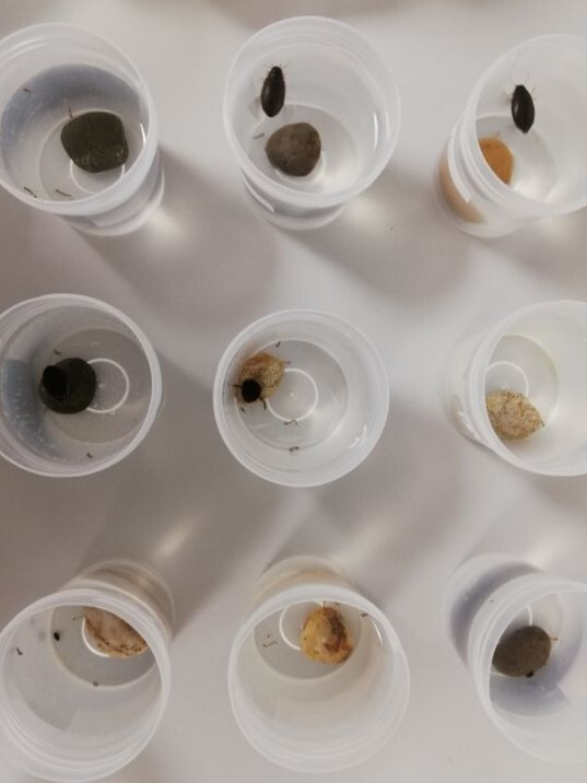 Dytiscidae set up