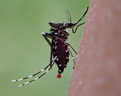 Disease-elimination-1