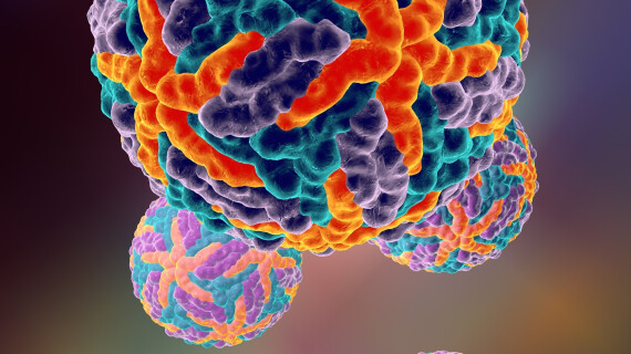 Dengue virus