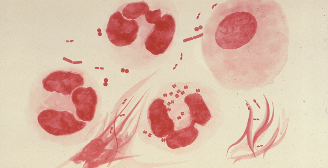 neisseriagonorrhoeaephil3693lores