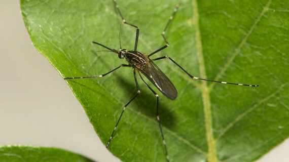 aedes-koreicus-picture-two-resized