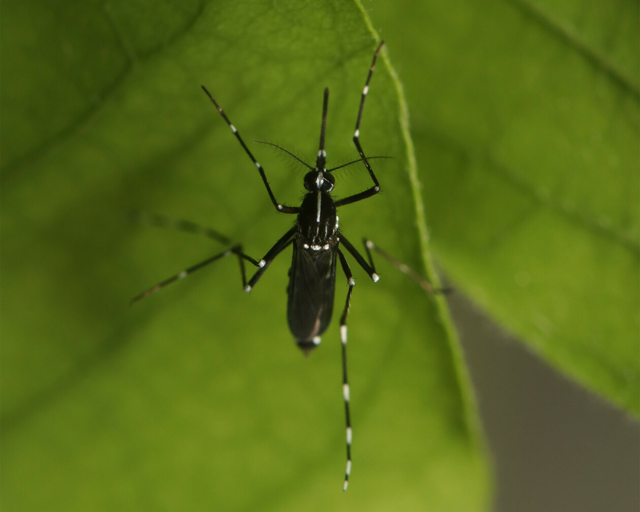 tiger-mosquito-2-resized