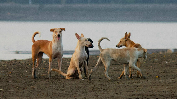 Storyboard4_Dogs_Header_4x5