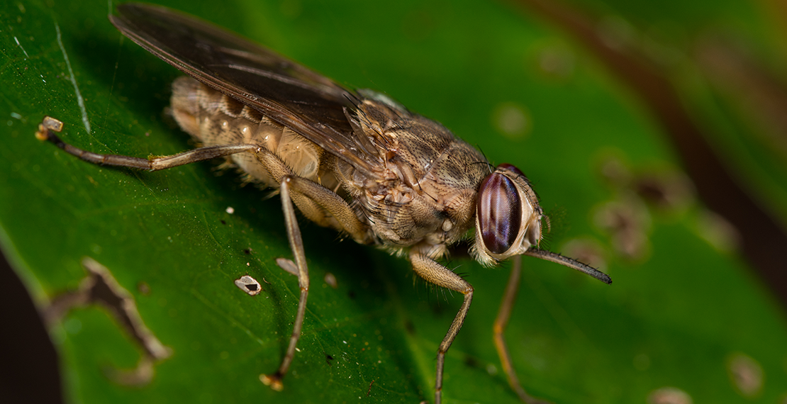 tsetseflyshutterstock