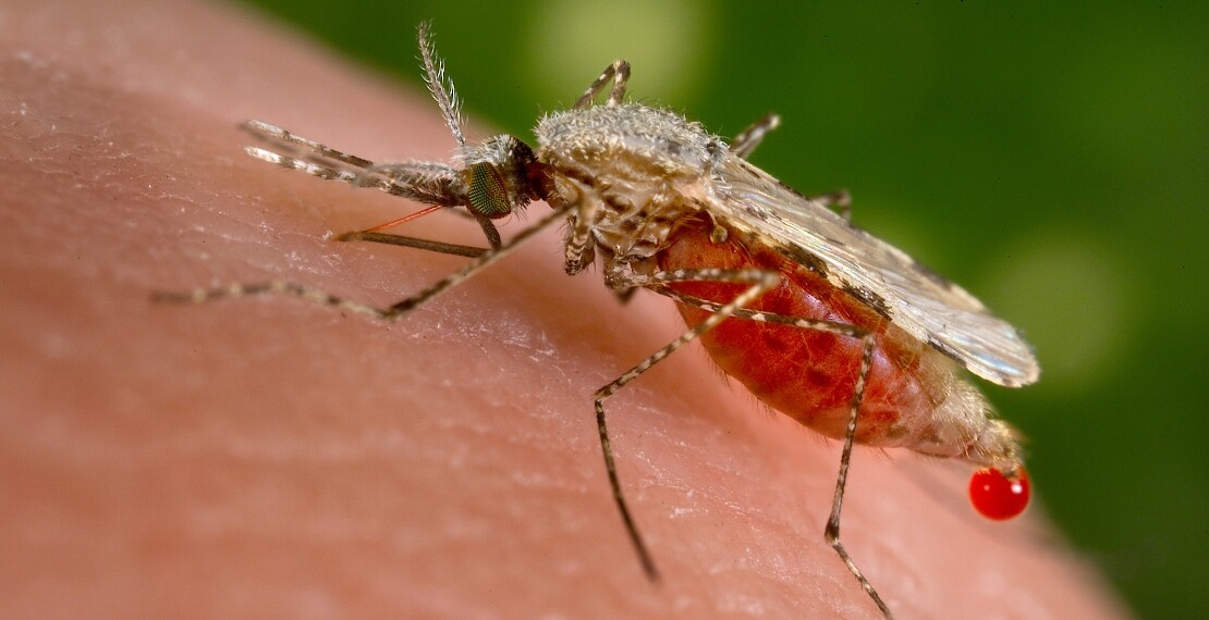 anophelesstephensi