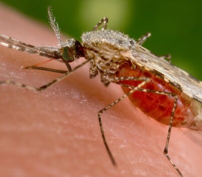 anophelesstephensi