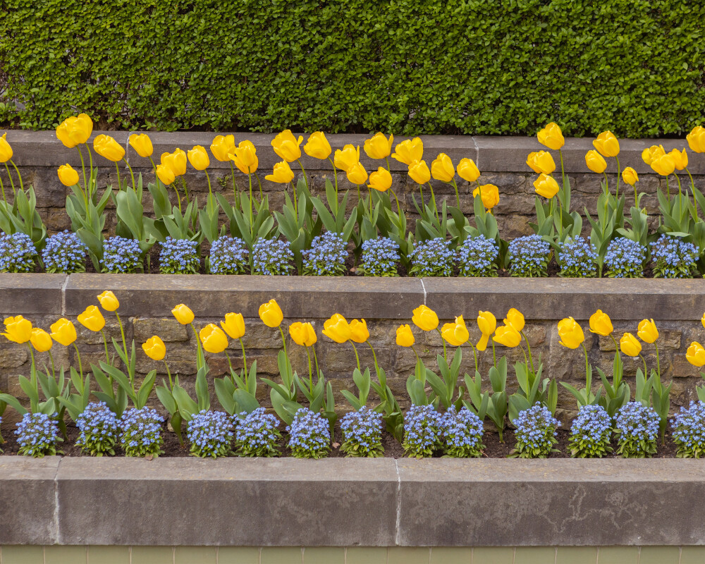 TulipsGarden_5x4