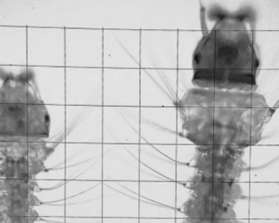 Anopheles stephensi larvae_banner