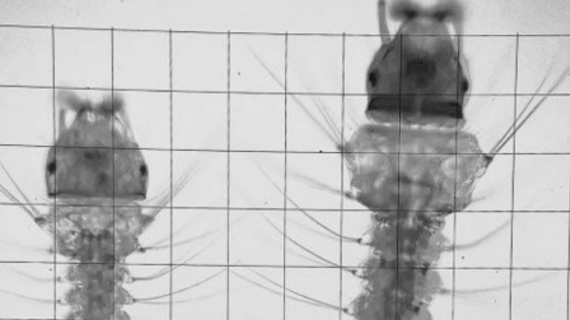 Anopheles stephensi larvae_banner