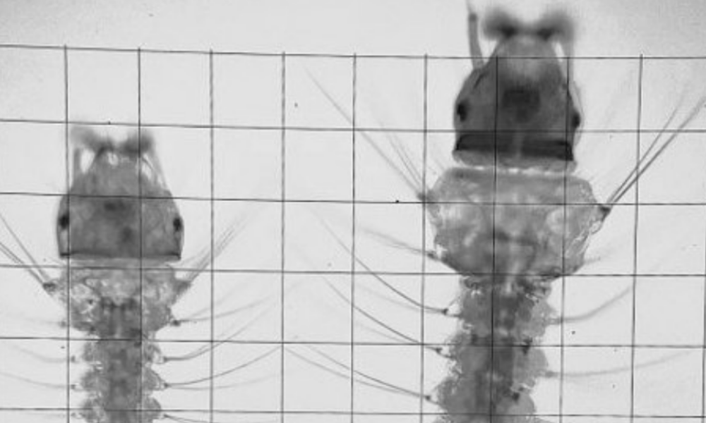Anopheles stephensi larvae_banner