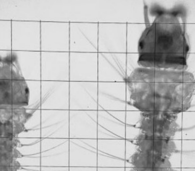 Anopheles stephensi larvae_banner