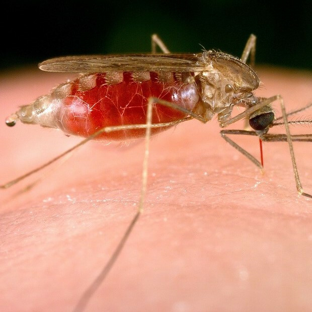 malaria-mosquito-femaleanopheles-media-header-1