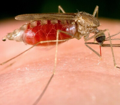 malaria-mosquito-femaleanopheles-media-header-1
