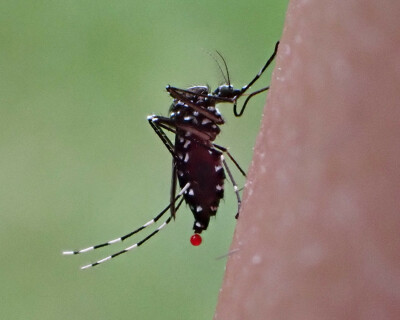 World-mosquito-day-2024-tiger-mosquito-header