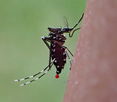 World-mosquito-day-2024-tiger-mosquito-header