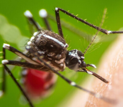 mosquito-on-human-skin-arboviruses