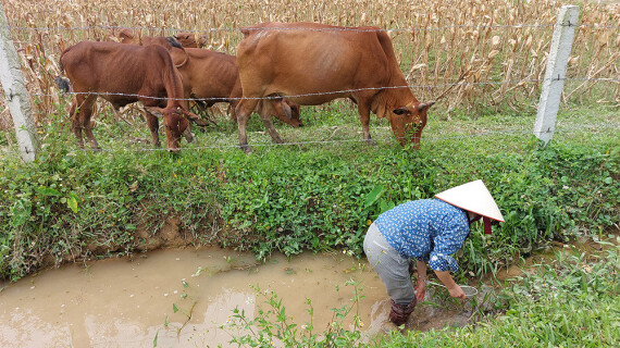 FOTJ-2026-april-cattle-2_2000x1200