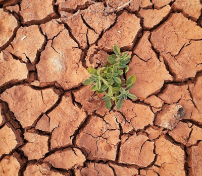 plant-in-soil-ecohealth