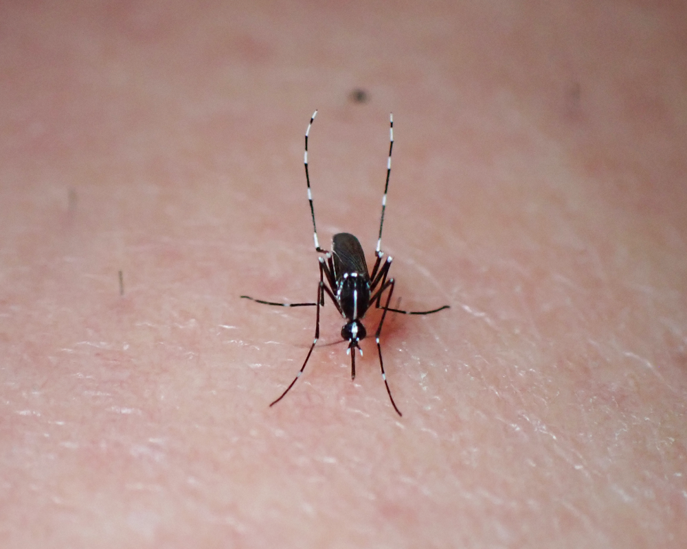 Tiger-mosquito-resized